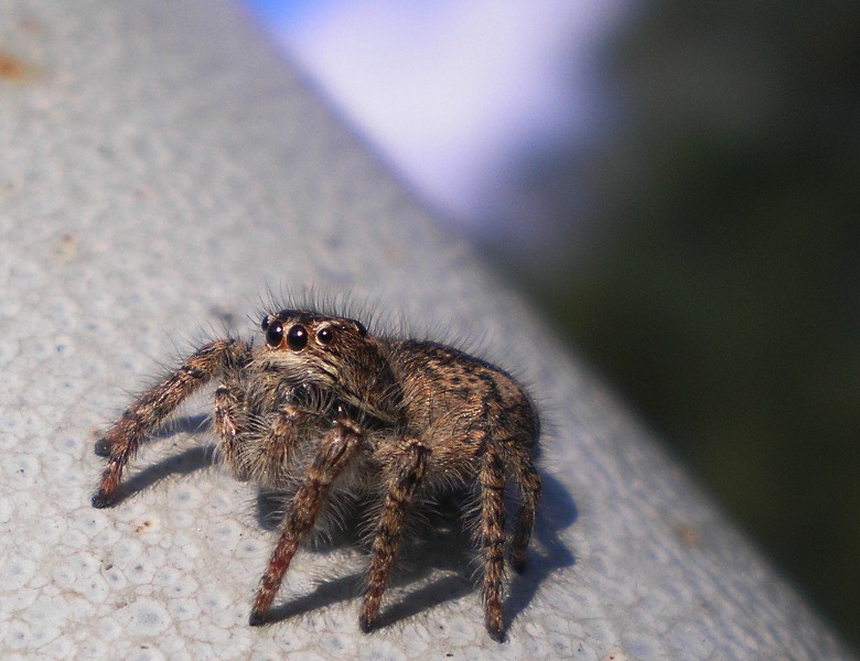 Philaeus chrysops